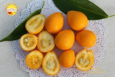 F. Polyandra  Malayan kumquat2 - 